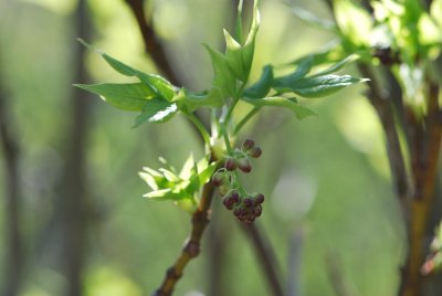 Staphylea pinnata - klokoč zpeřený - listy a poupata (2)